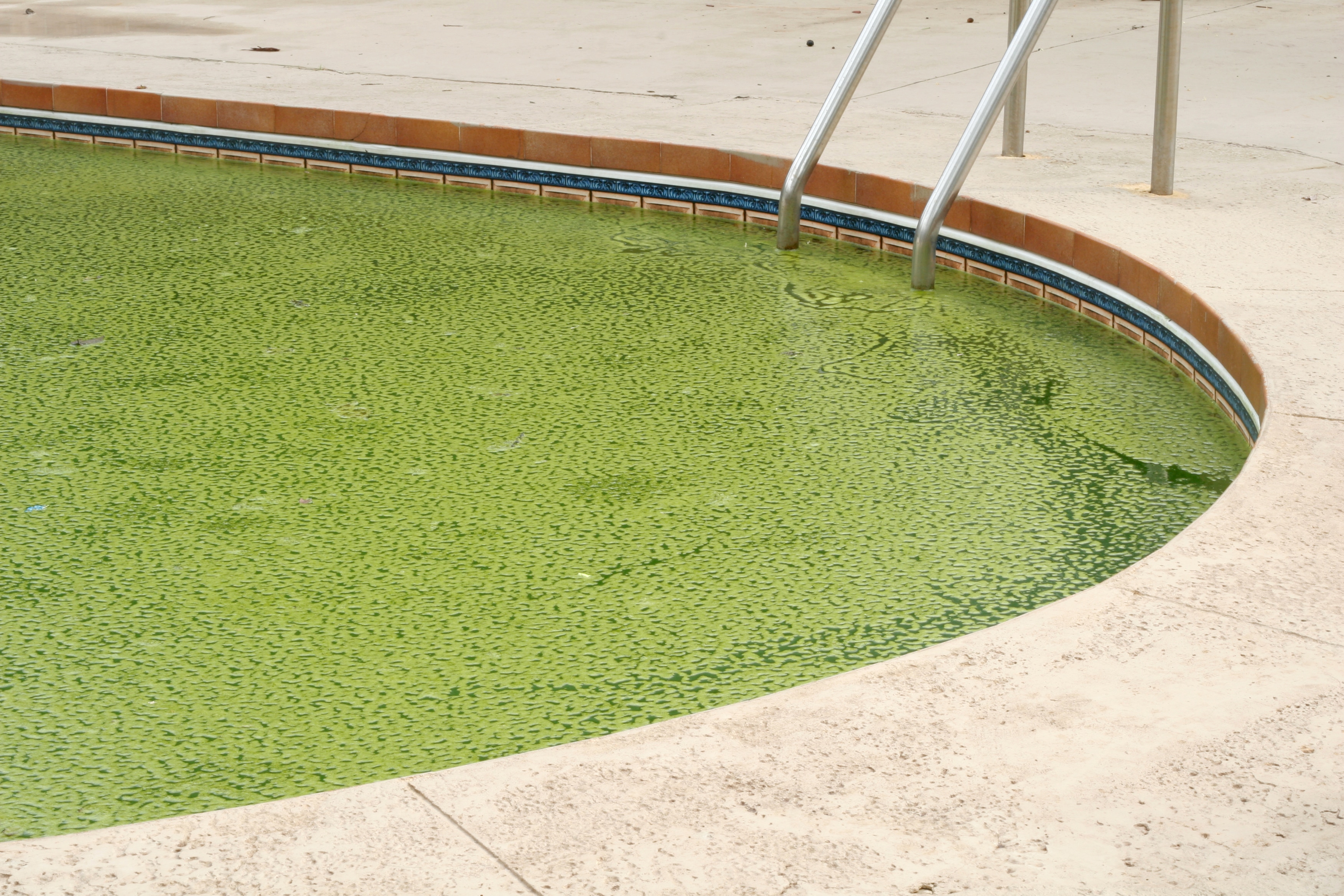 Цветет вода что делать. Grass cryspool. Зеленая вода в бассейне. Зеленый бассейн. Водоросли в бассейне.