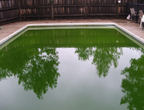 Experiencing Green Pool Problems? Here Is How to Get Rid of Them