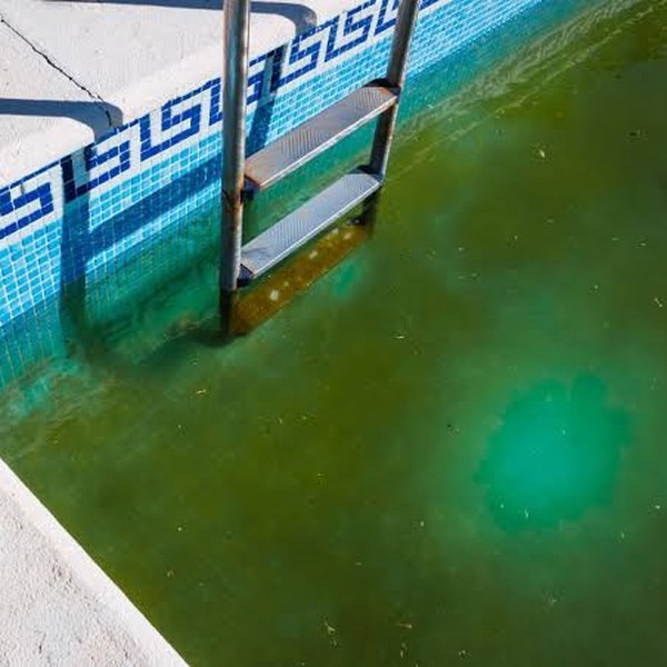 Green algae growth on a Fairview, TX pool wall